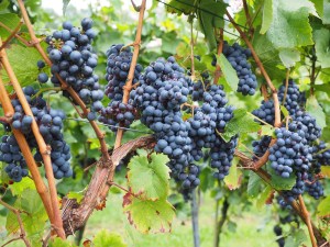 grapes-694164_1280