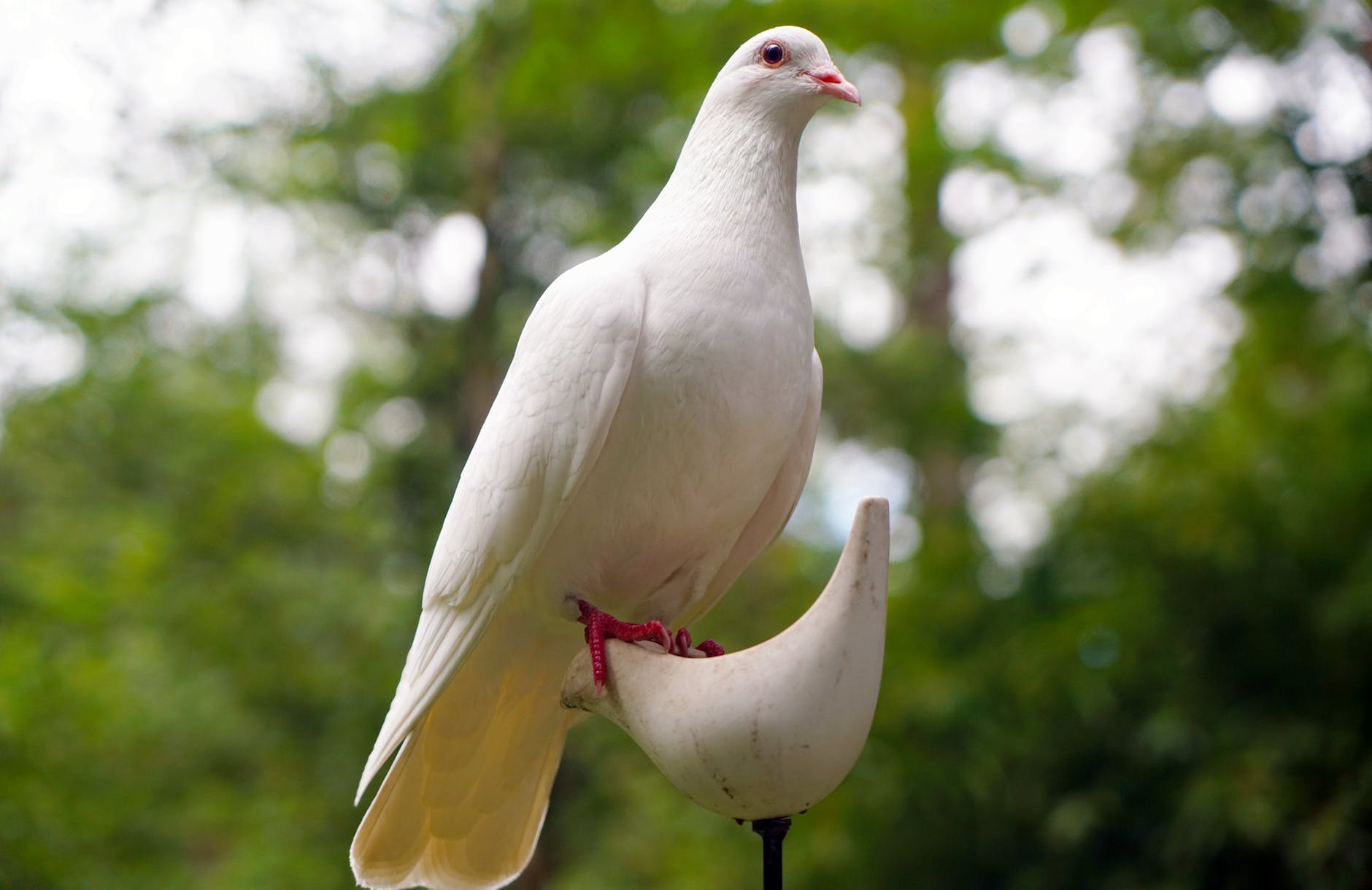white dove on white bird figure stand